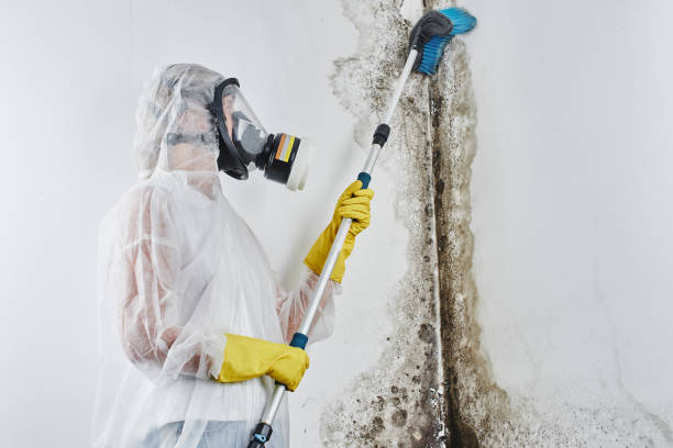 Best Black Mold Remediation in Trappe, MD